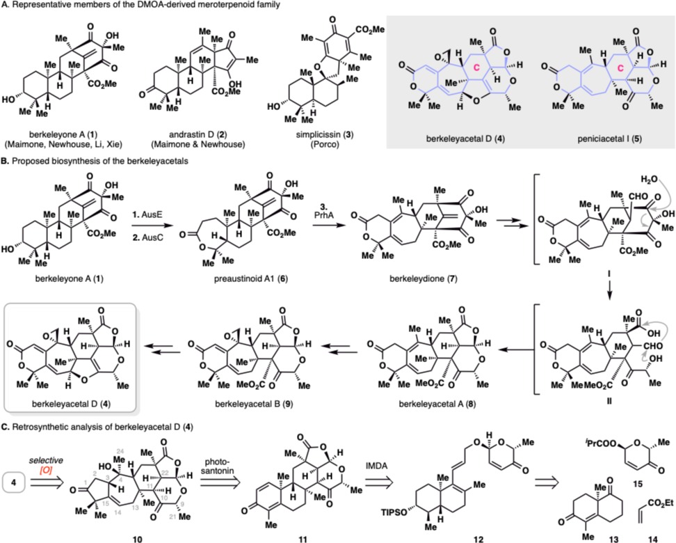 20250211-JACS-李超-图1此前合成的代表性DMOA杂萜和berkeleyacetal D和peniciacetal I的分子结构,berkeleyacetal D的生源合成及逆合成分析.png