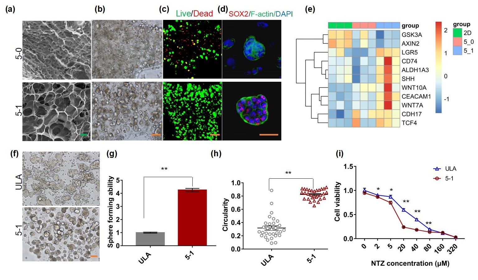 20220322-beat365中文官方网站熊卓、张婷团队研发一种用于肿瘤药物筛选的结直肠癌干细胞高效诱导新模型-机械系-三维打印的杂化水凝胶具有诱导富集CSCs的特性，其诱导的CSCs球可作为靶向CSCs药物筛选模型。 （a-c）杂化水凝胶具有良好的孔隙率和生物相容性；（d-e）杂化水凝胶来源细胞微球的干性增强；（f-i）杂化水凝胶诱导富集的干细胞球更多、更均一且对靶向CSCs药物更加敏感。.jpg