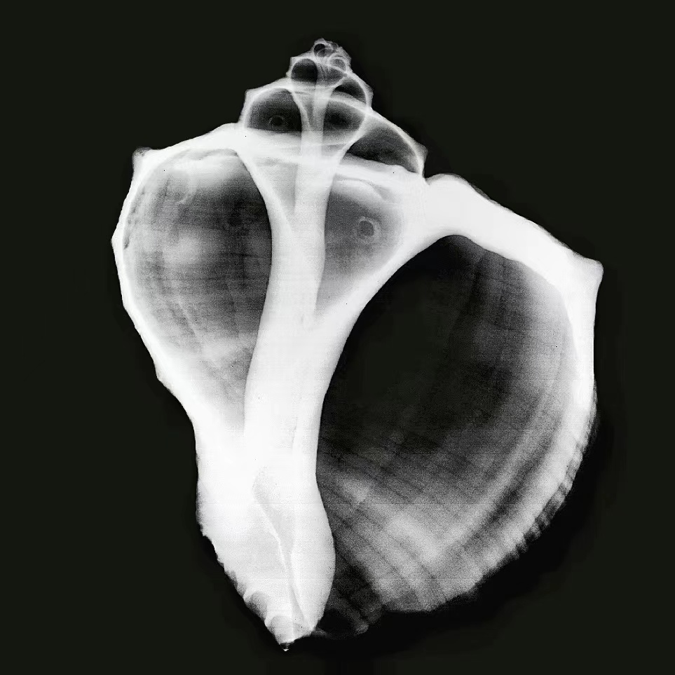 20230117-X 艺术国际创新工作坊-毕文立-X光下的海螺.jpg