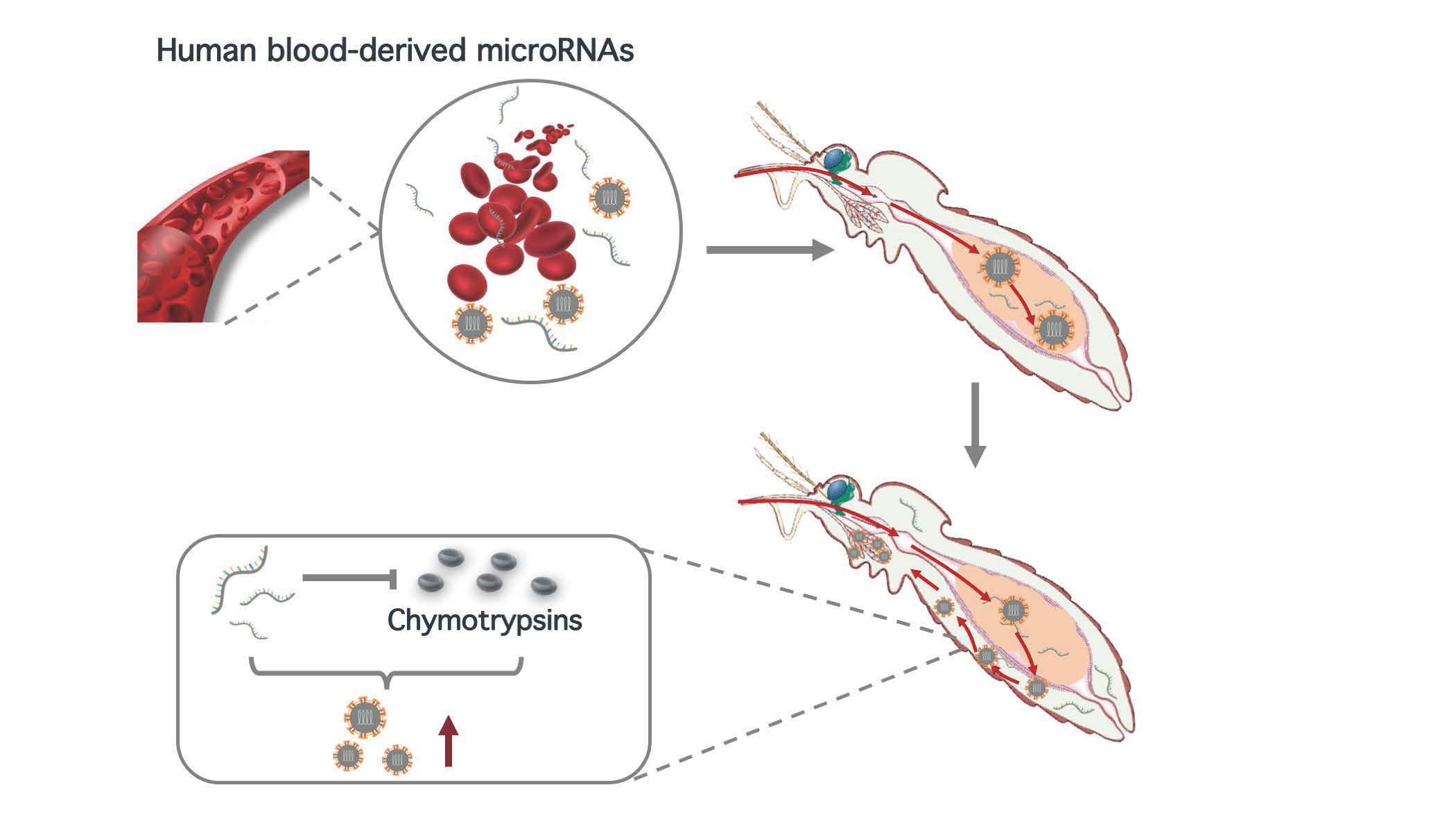2021-12-14-科研成果-beat365中文官方网站医学院程功实验室-Cell Reports.jpg 2021-12-14-科研成果-beat365中文官方网站医学院程功实验室-Cell Reports.jpg