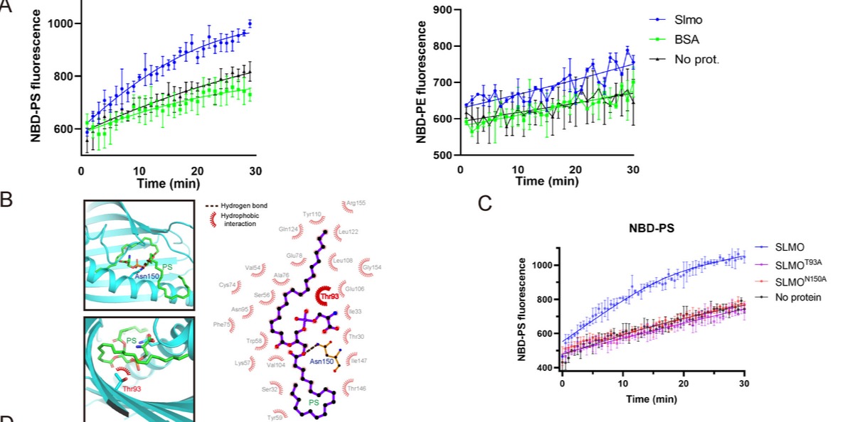 20241226-Plos Biology-王涛-图3. SLMO缺失可以抑制线粒体与内质网之间PSPE的交换SLMO具有体外转运PS的能力,T93和N150是结合PS的关键微位点.png