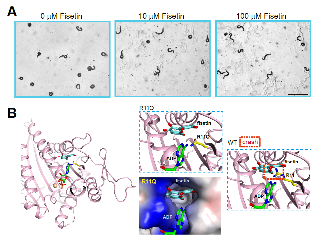 20240125-科研-图一-非瑟酮(Fisetin)显著改善KIF1A(R11Q)突变线虫形态方面缺陷 (2).png