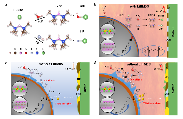 20221128-图1作用机制-深圳国际研究生院-深圳国际研究生院.png undefined